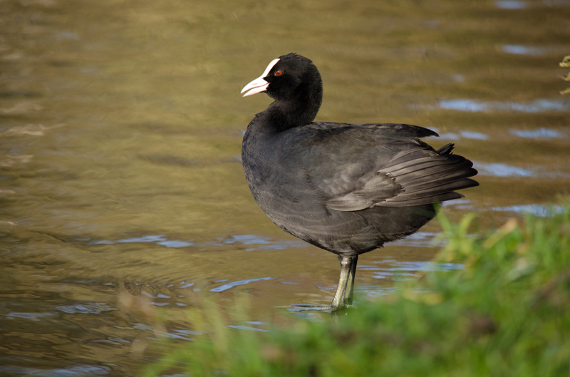 Foulque macroucle-Novembre 2014-3.jpg