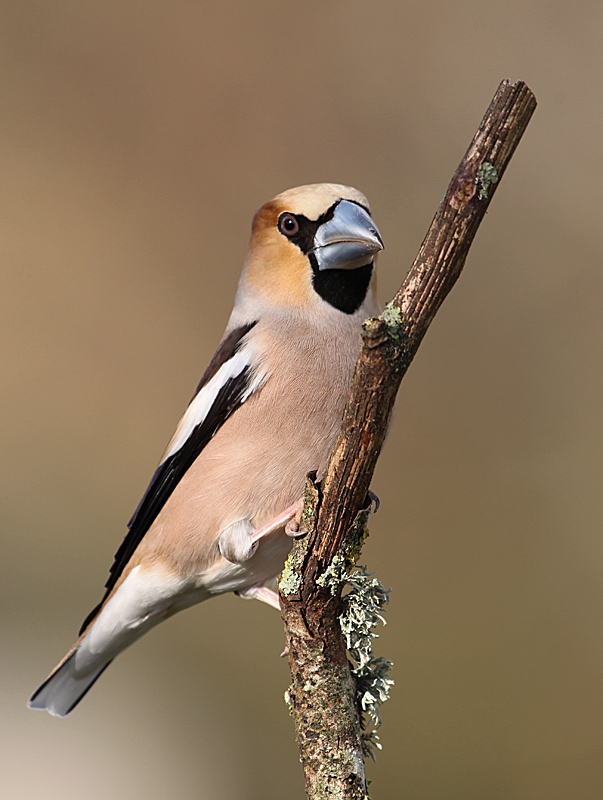 Grosbec casse noyaux M 1-1 copie.jpg