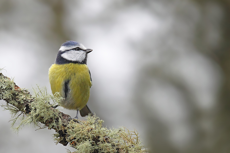 Mésange bleue 103 copie.jpg