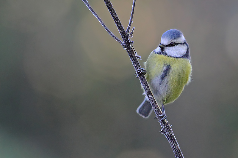 Mésange bleue 108 copie.jpg