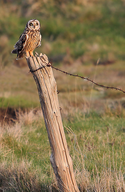 Copie de Hibou des marais Brévands 17-1.jpg