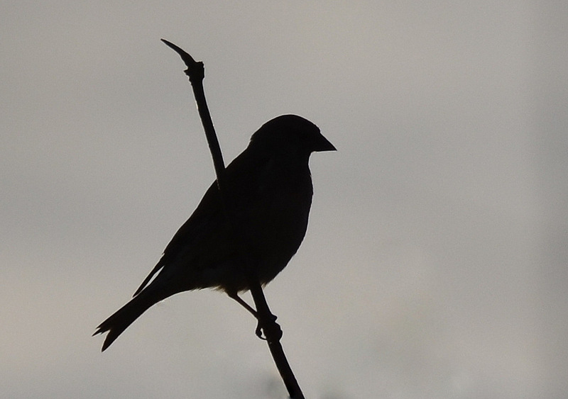 Linotte en silhouette.JPG