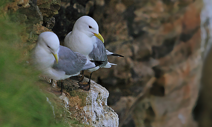 Mouette tridactyle 11 Réserve de Ste Marie du Mont 14 copie copie.jpg