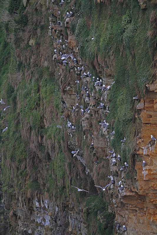 Mouette tridactyle 17 Réserve de Ste Marie du Mont 14 copie.jpg