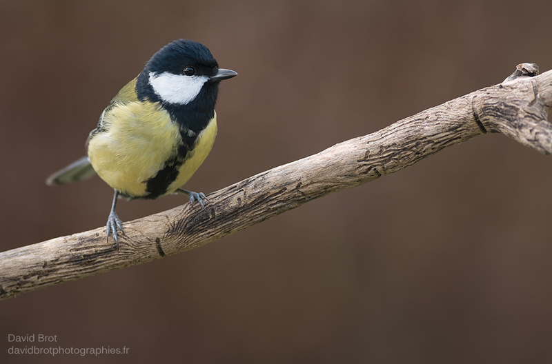 Mésange_sur_perchoir.jpg