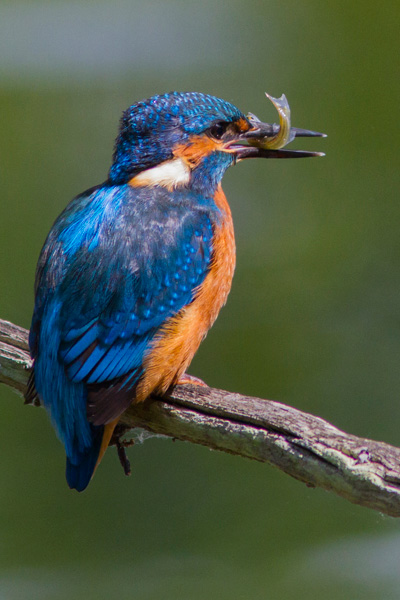 _MG_8983-martin-pecheur--(05-06-2014-)-11h-00-eos-7D-canon-300-mm-f4-+-ext-1,4-III-canon-f8-1-1000-a-640-iso.jpg