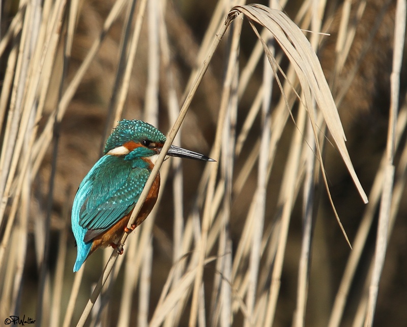 Martin-pêcheur-4.jpg