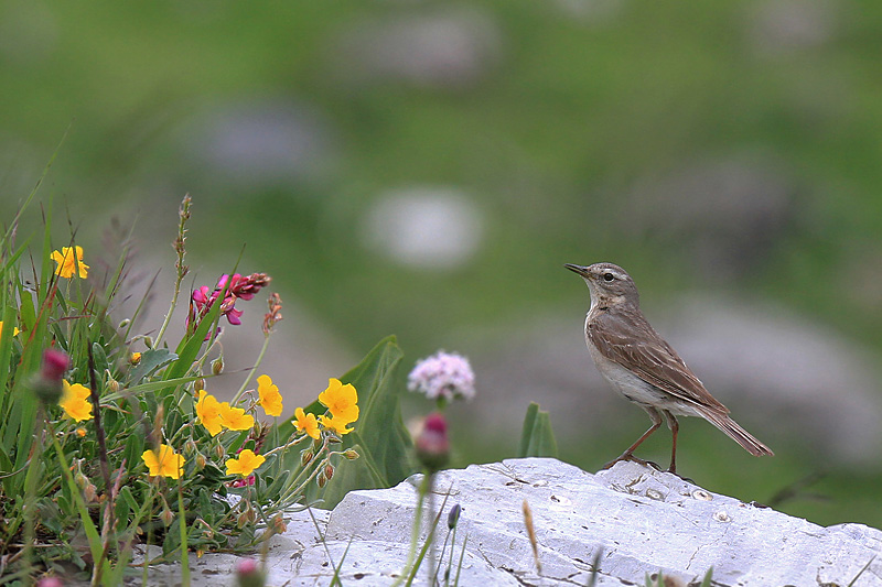 Pipit spioncelle 10 copie.jpg