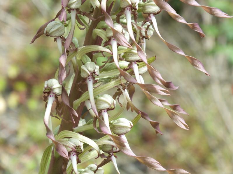 loroglossum hircinum image nature.jpg