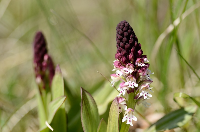 Duo d'orchis brûlés.jpg