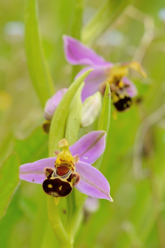 Ophrys bécasse.jpg