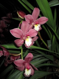 2014 Orchidée 35 - Copie (192x256).jpg