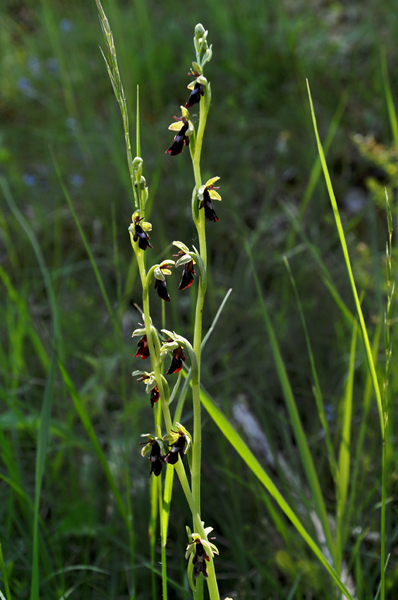 orchis mouche2_600.jpg