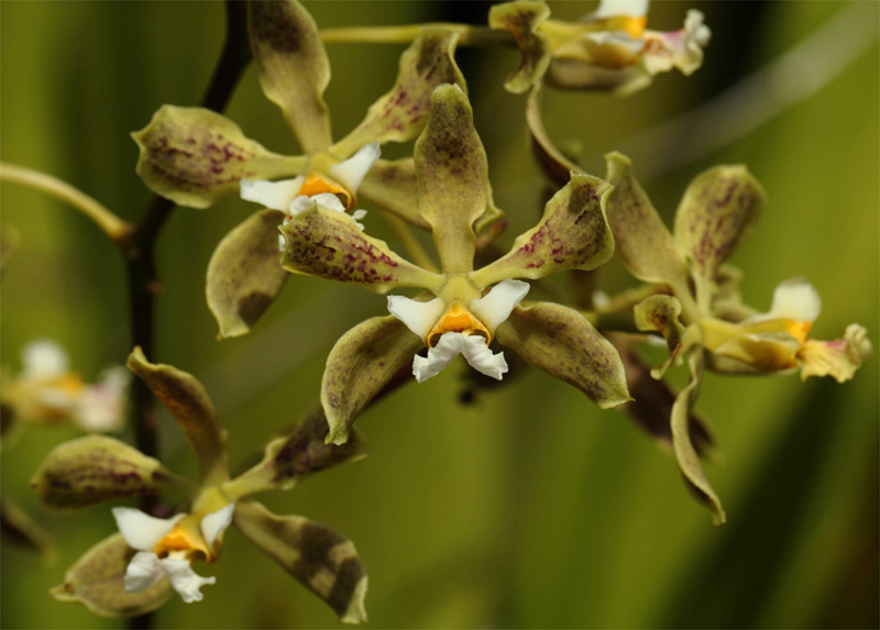 Encyclia granitica.jpg