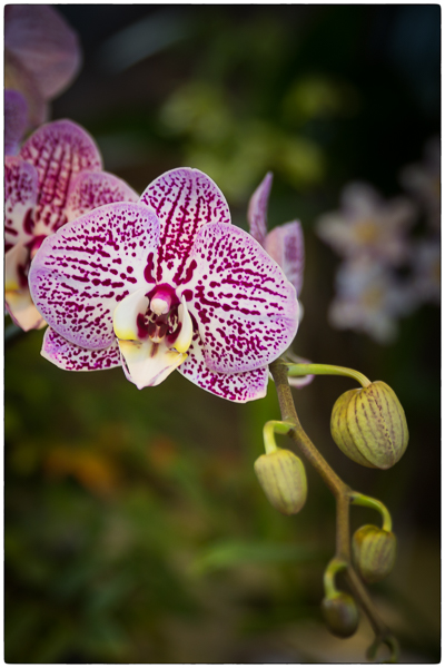 orchid 1.jpg