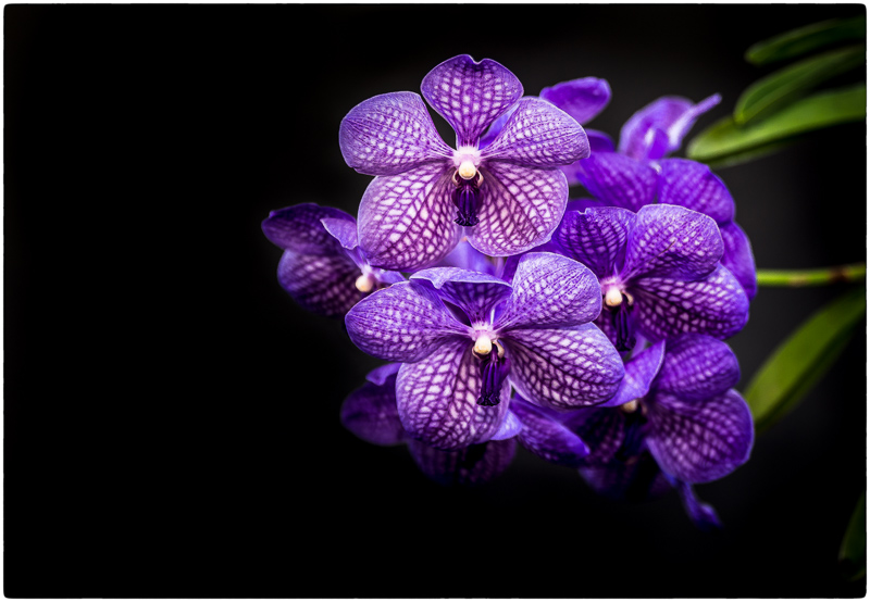 orchid 3.jpg