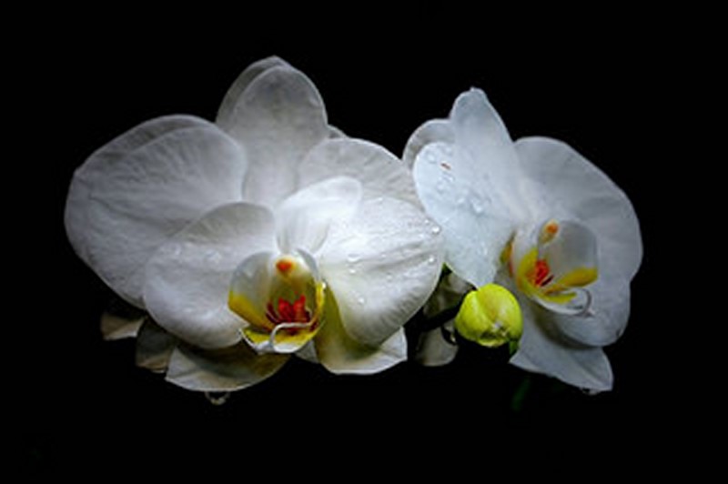 orchidée 1.jpg