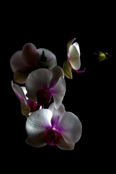 orchidee 3 [800x600].jpg