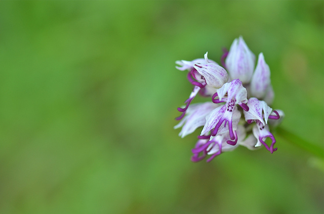 Orchis simia.jpg