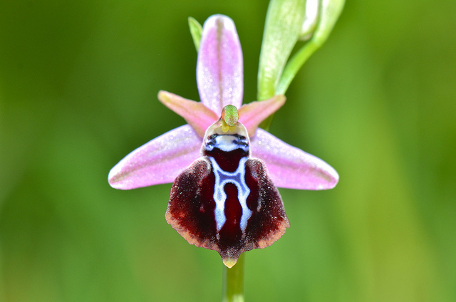 Ophrys spruneri.jpg