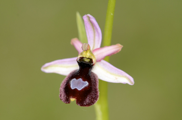 Ophrys drumana.jpg