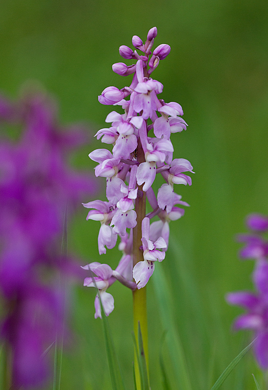 Orchis mâle ( Orchis mascula ) 24 copie.jpg