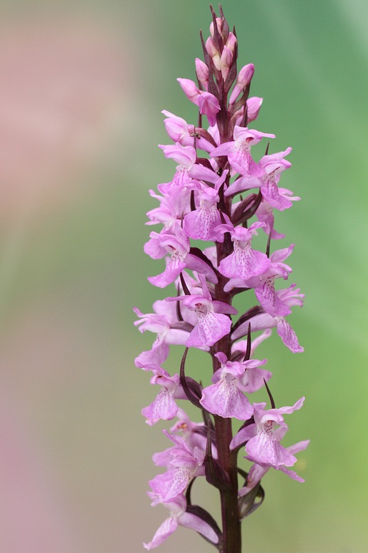 orchis élevé.jpg