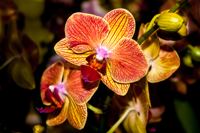 orchid-3.jpg