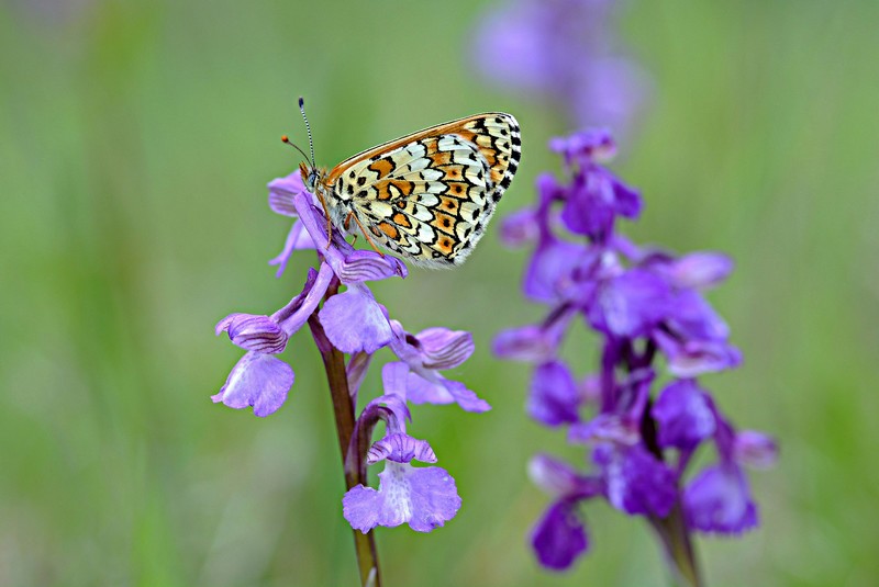 Mélitée et orchidées.jpg