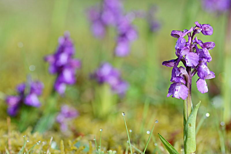 Rosée et Orchis.jpg