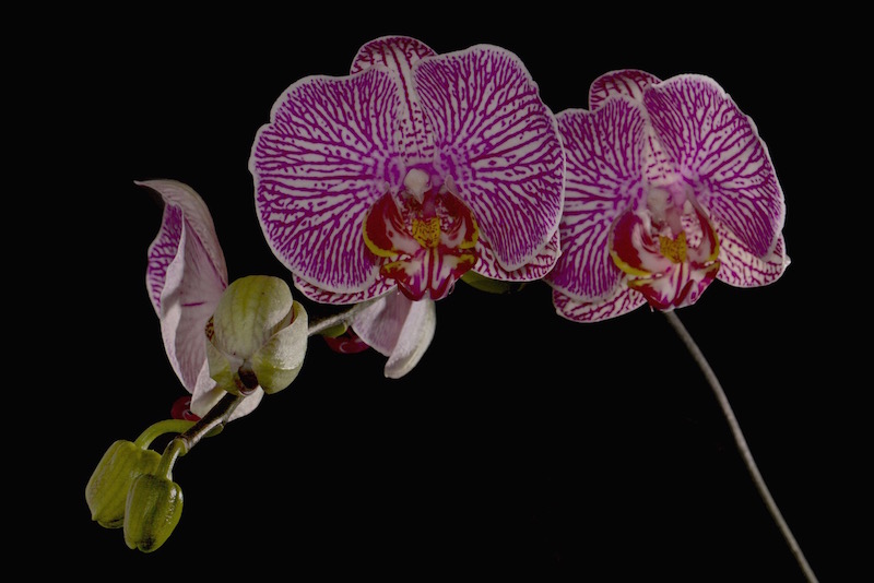 Orchidées 8 Mars 2015 low-key - small.jpg