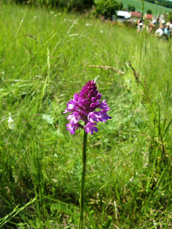 Orchis pyramidale_ w.jpg