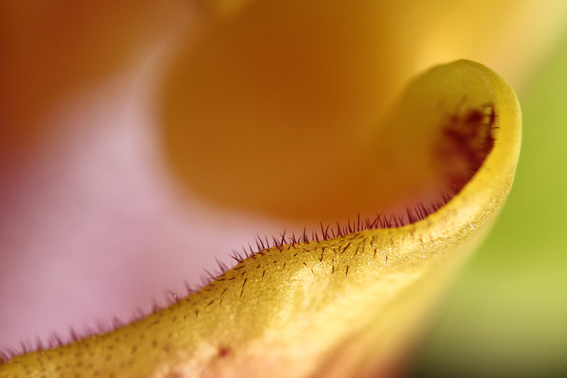 Orchidée02(klein).jpg