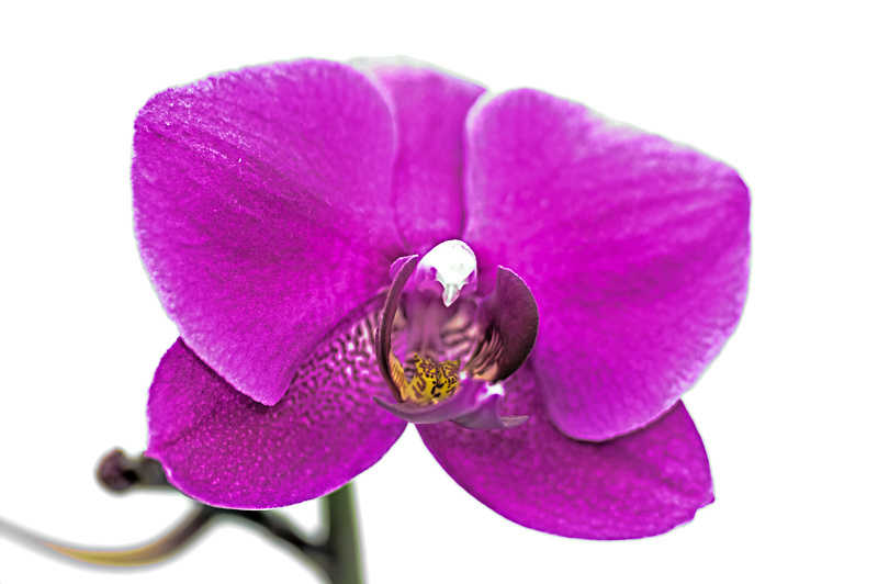 Image&Nature - Orchidé-1.jpg