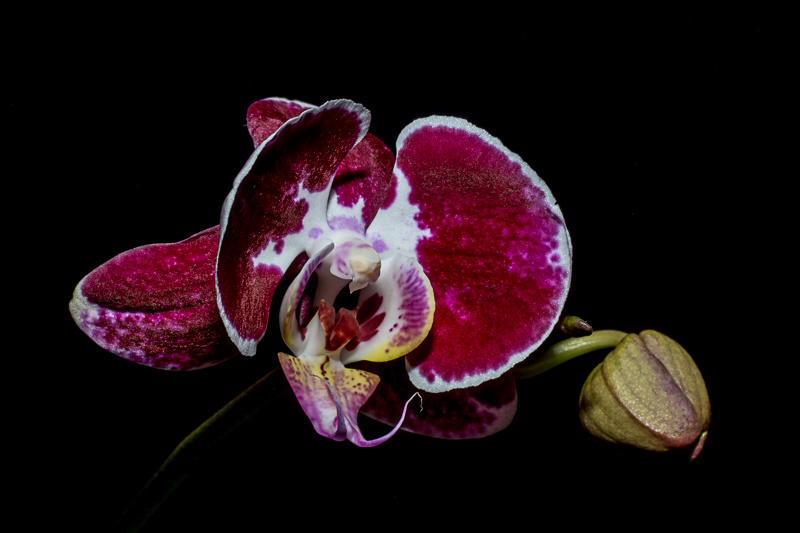 Image&Nature - Orchidé-3.jpg