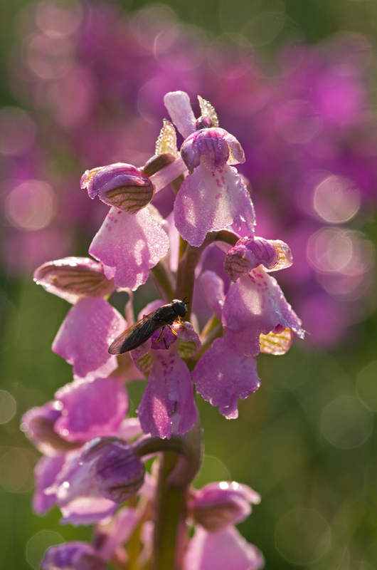 Orchidée 5.jpg