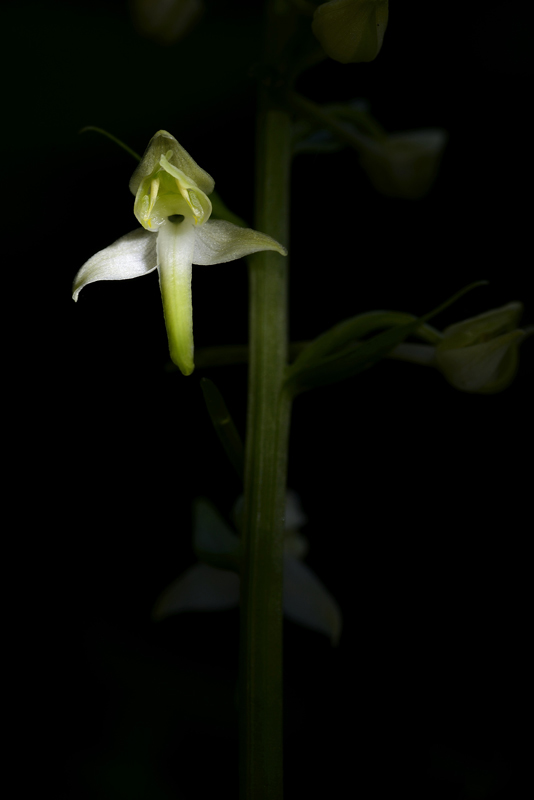orchidée021.jpg