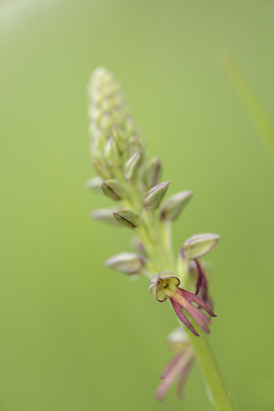 orchidée005.jpg