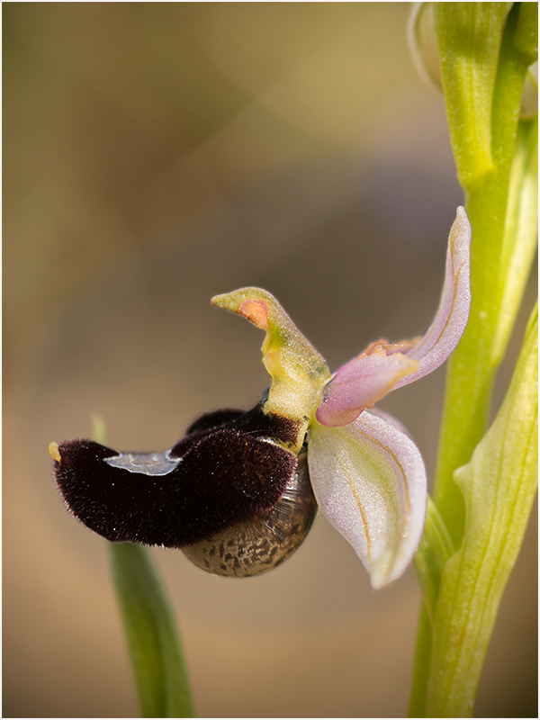 Ophrys_ertolonii_escargot.jpg