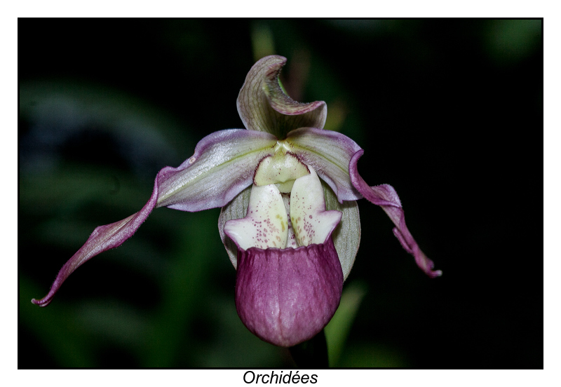 Orchidées-2.jpg