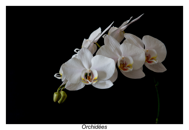 Orchidées-3.jpg