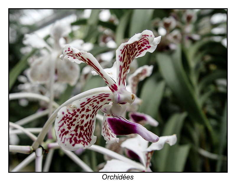 Orchidées-1.jpg