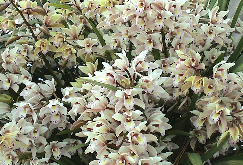 Orchidées 2004_350.jpg