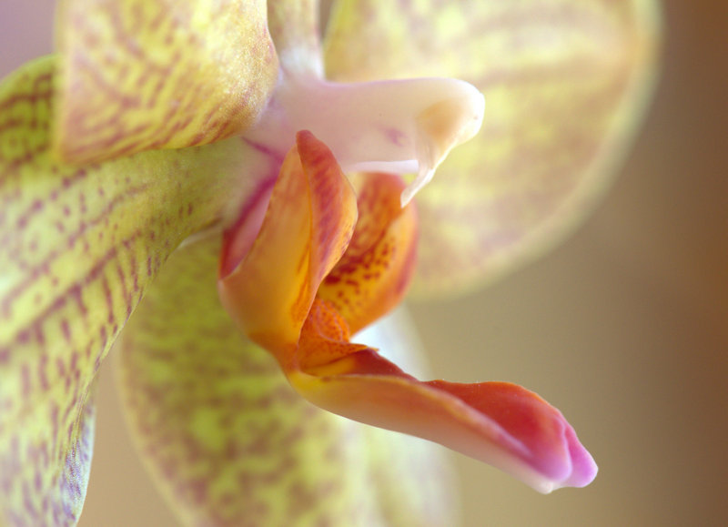 Orchidée 1.jpg