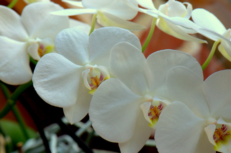 Orchidée 3.jpg