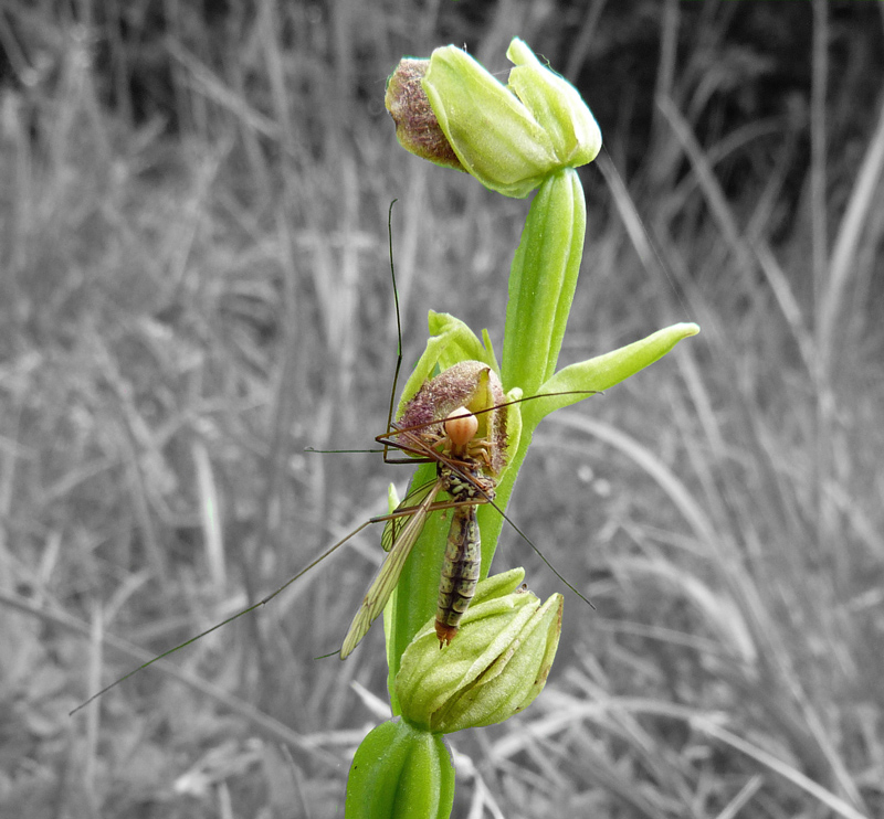 Drame chez Ophrys w.jpg