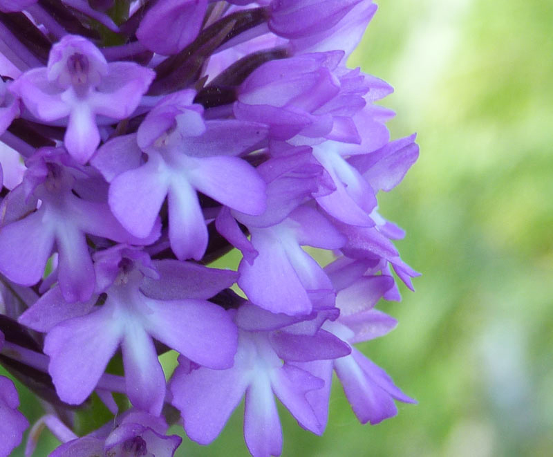 Orchis pyramidal-(Anacamptis pyramidalis) w.jpg