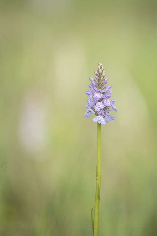 ORCHIS TACHETE.jpg