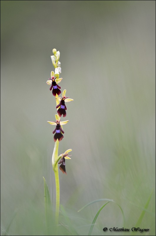 Ophrys insectifera _ Ophrys mouche.jpg