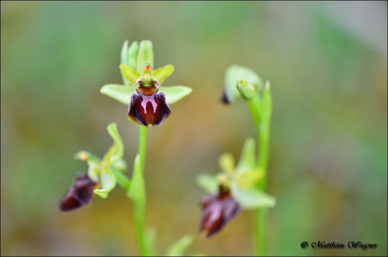 Ophrys sphegodes _ Oprhys araignée.jpg